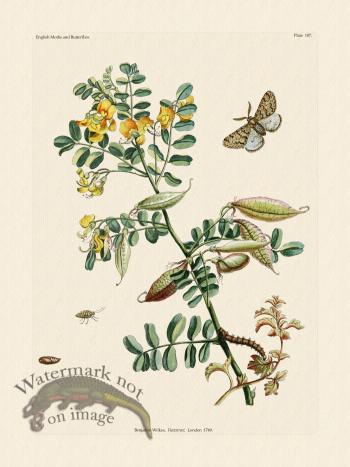 Wilkes Butterflies 107